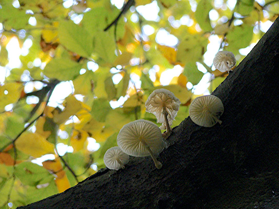 twig parachute